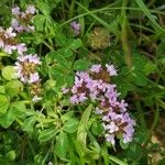 Thymus serpyllumFlower