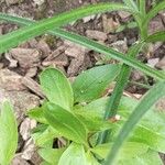 Valeriana lecoqiiLeaf