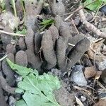 Xylaria polymorphiaFruit