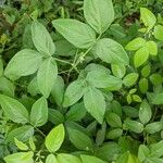 Desmodium paniculatum Leaf