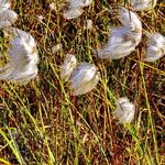 Eriophorum angustifolium Blomst