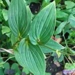 Tricyrtis formosana Hoja