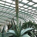 Agave guiengola 花