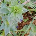 Lysimachia foemina Lapas