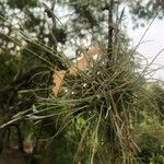 Tillandsia recurvata Ліст