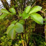 Sambucus nigra Φύλλο