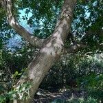 Ficus racemosa Bark