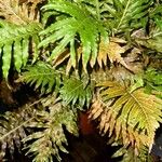 Blechnum gibbumLeht