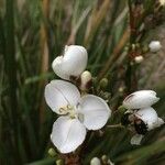 Libertia chilensis Other