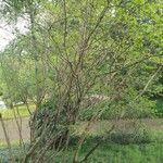 Corylopsis veitchiana Habit
