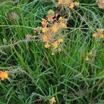 Bulbine frutescens Habitus