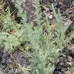 Artemisia maritima Leaf