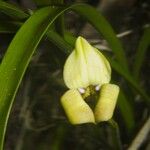 Maxillaria egertoniana Plod