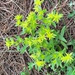 Sedum sarmentosumFiore