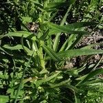 Lithospermum ruderale Blatt