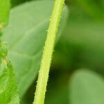 Asperugo procumbens Corteza