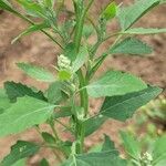 Chenopodium ficifolium Leaf