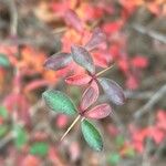 Berberis aggregata Leaf