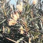 Nerium oleander Vrucht