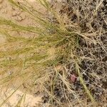 Aristida adscensionis موطن