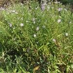 Symphyotrichum lanceolatum Pokrój