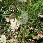 Taraxacum braun-blanquetii Fruit