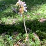 Epipogium aphyllum Libunga