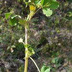 Medicago praecox Arall