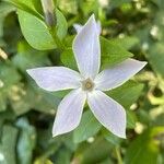 Vinca difformis Blüte