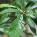 Quercus laurifolia Blad