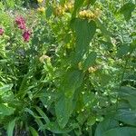 Phlomis russeliana Tervik taim