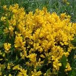 Genista sagittalis Blüte