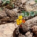 Lotus hispidus Flower