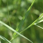 Lathyrus nissolia Leaf