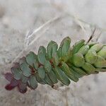 Euphorbia paralias Blad