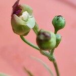 Scrophularia nodosa Flor