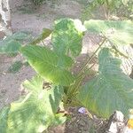 Colocasia esculenta Hábito