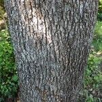 Quercus ilex Kôra