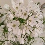 Allium massaessylum Kvet
