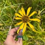 Helianthus divaricatusFlower