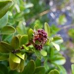 Embelia angustifolia Flower