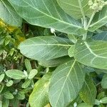 Calotropis gigantea Blatt