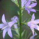 Campanula rapunculusKvet