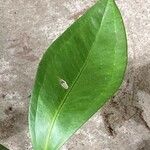 Anthurium scandens Hoja