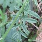 Pimpinella saxifraga Leaf