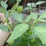 Physalis longifolia Plod