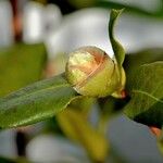 Camellia sasanqua Bloem