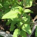 Salvia × jamensis Leaf