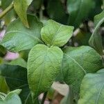 Justicia brandegeeana (Hoja)