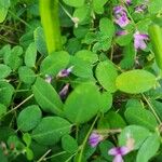 Lespedeza violacea Leaf